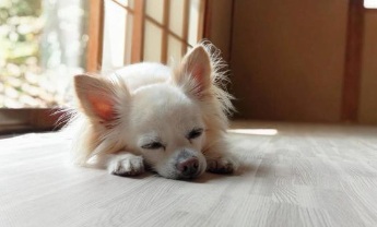 窓際で気持ちよさそうに寝る犬のイメージ
